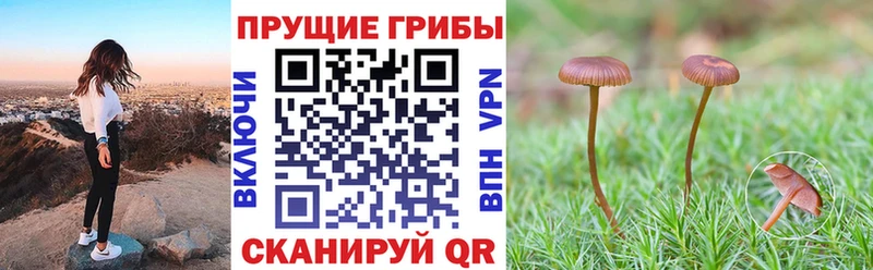 Галлюциногенные грибы Psilocybine cubensis  Трубчевск 
